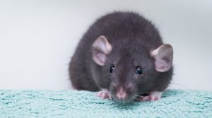 tikus